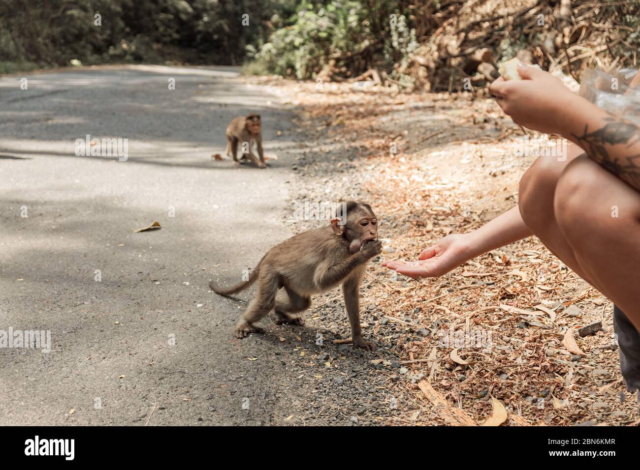 Ladies giving the food to the monkey in the jungle on the road. India, Goa. Body part Stock Photo