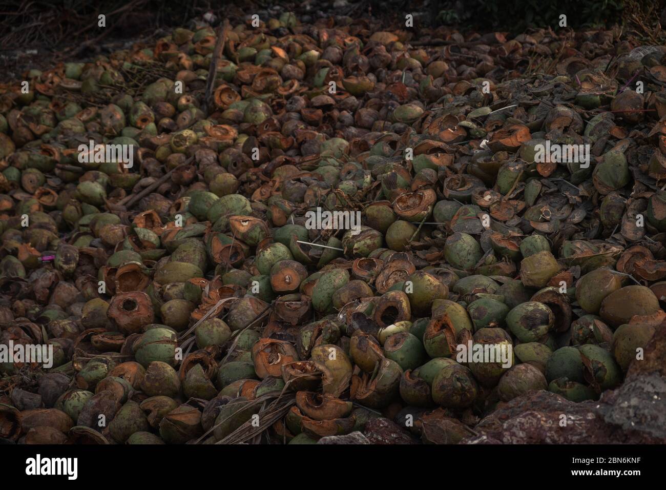 Husks of coconuts, Goa, India Stock Photo