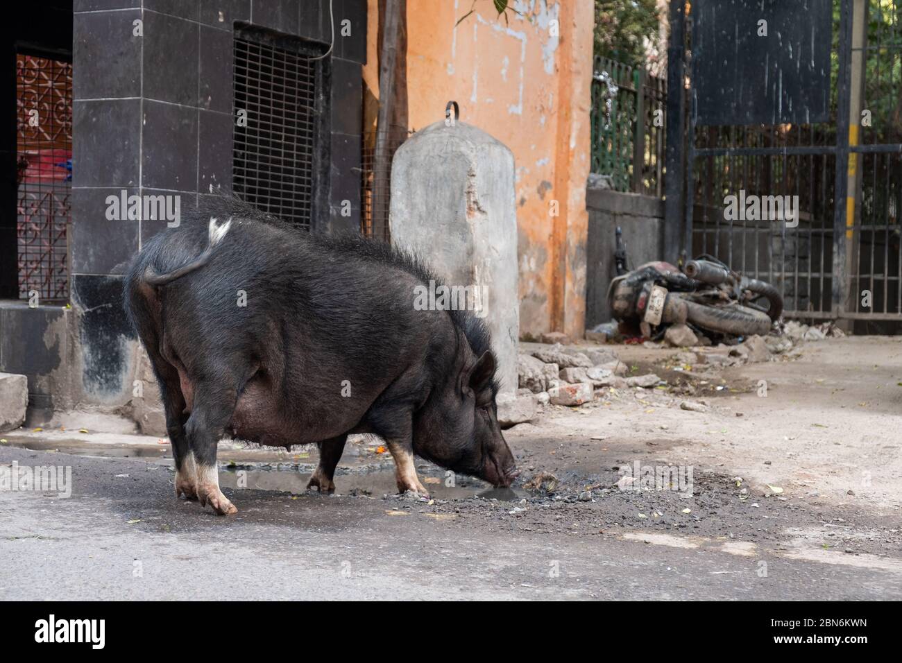 Big boar drinks water from a dirty puddle on a street in New Delhi Stock Photo