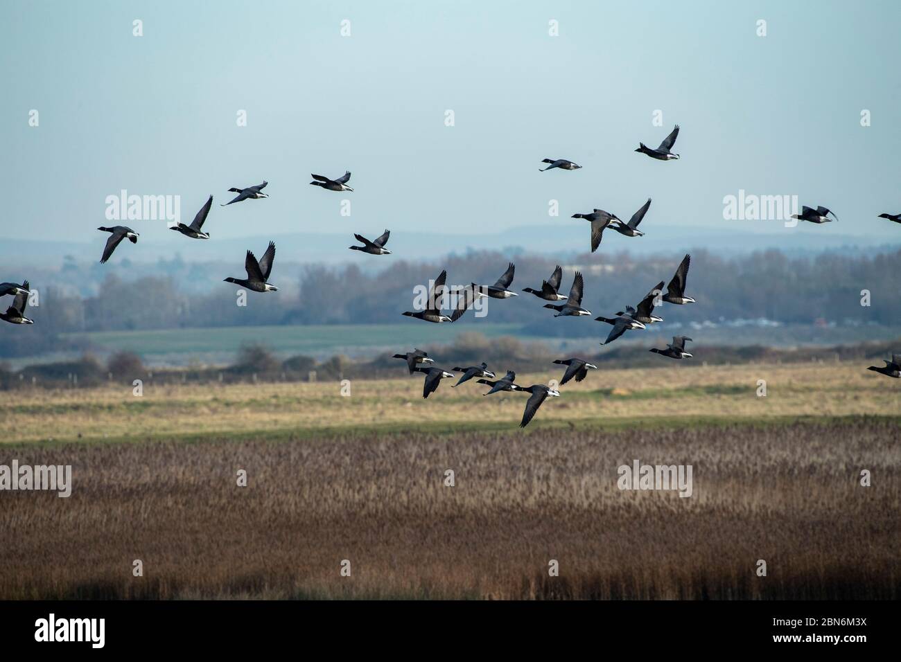 BIRD. Brent geese, in flight, south coast of UK Stock Photo