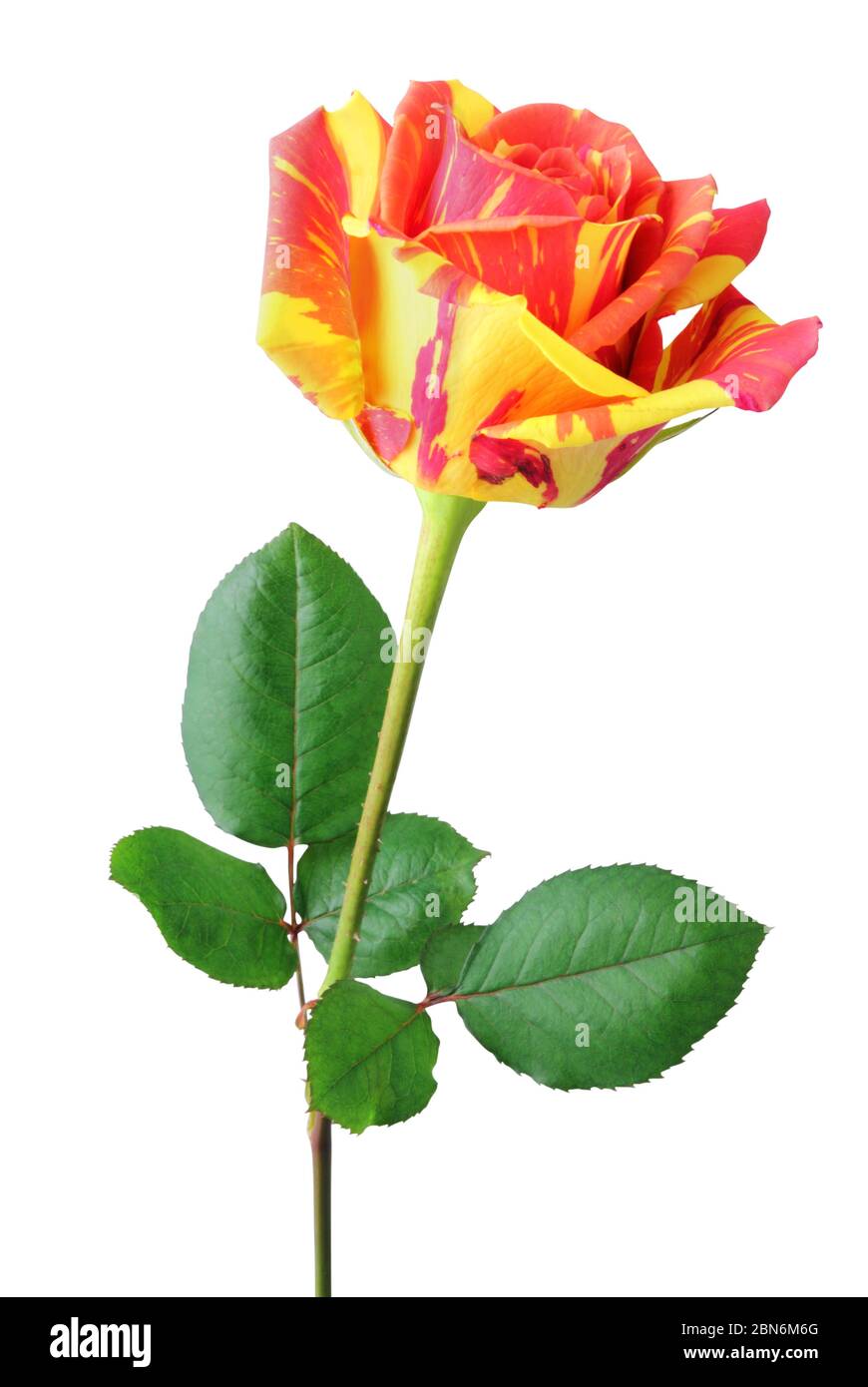 Colorful Rose (Rosaceae) in yellow and orange color in side view, isolated on white background. Germany Stock Photo