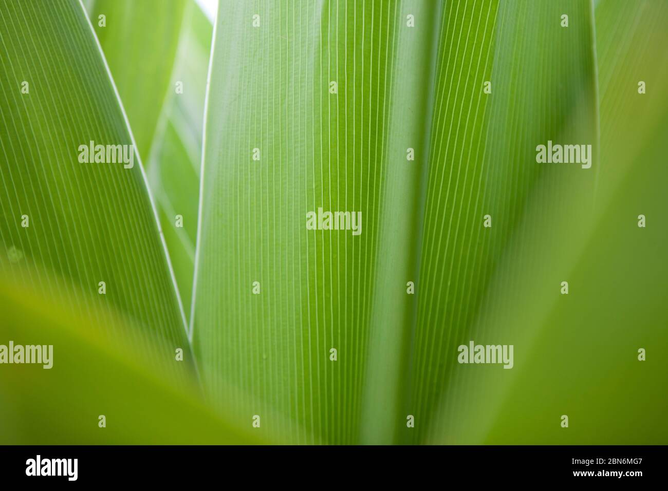 Close up of green tropical leaves showing detail Stock Photo - Alamy