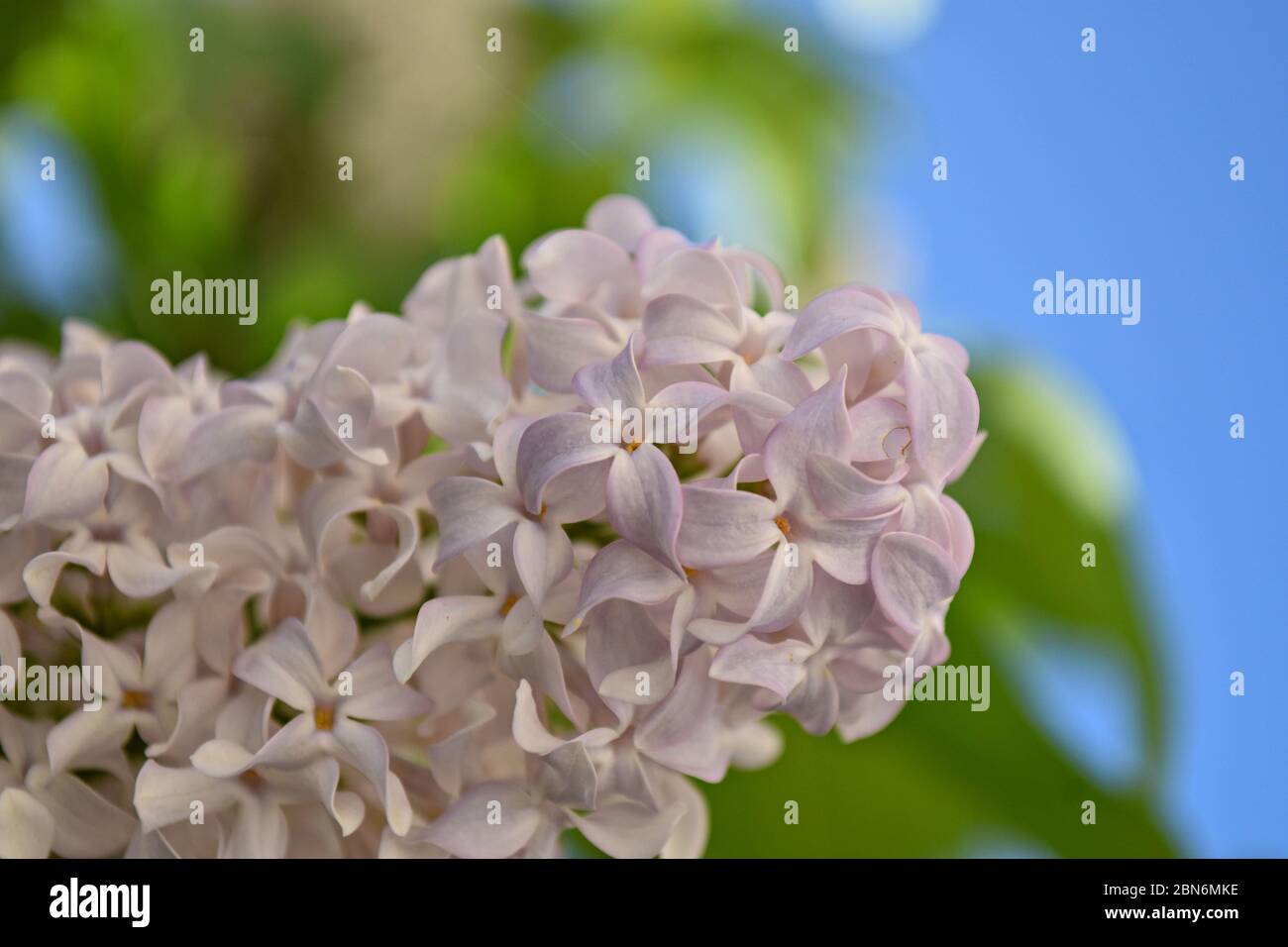 Hyacinth tree hires stock photography and images Alamy