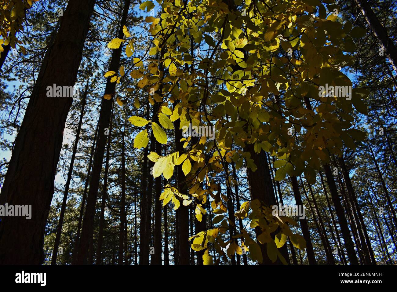 Fall forest landscape. Fallen fall leaves covering the ground and forest fall trees under soft sunlight, colorful sunny fall forest nature Stock Photo