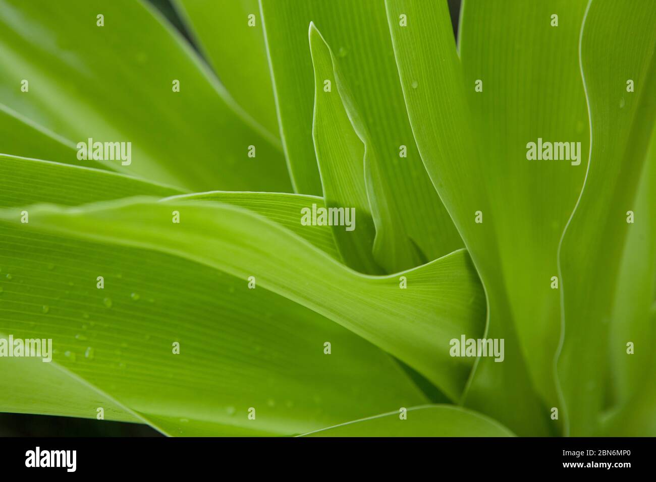Tropical leaves hi-res stock photography and images - Alamy
