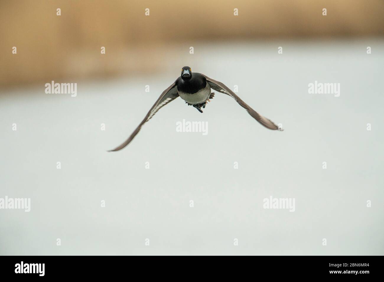 BIRD. Tufted Duck (male ),in flight, flying to camera Surrey UK Stock Photo