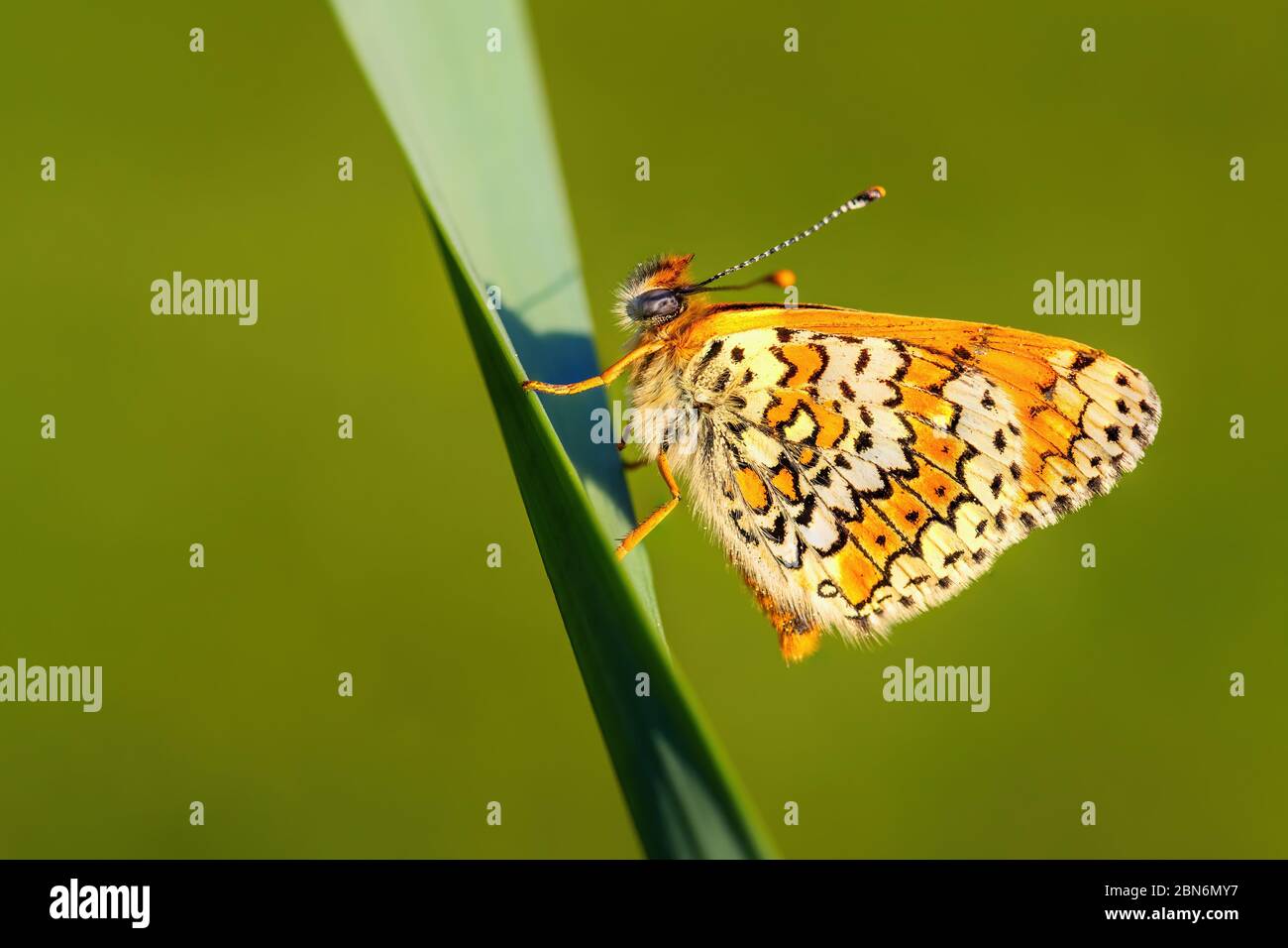 Glanville Fritillary - Melitaea cinxia, beautiful colored butterfly from European meadows and grasslands, Zlin, Czech Republic. Stock Photo