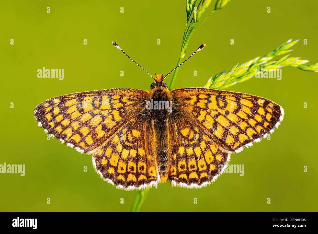 Glanville Fritillary - Melitaea cinxia, beautiful colored butterfly from European meadows and grasslands, Zlin, Czech Republic. Stock Photo