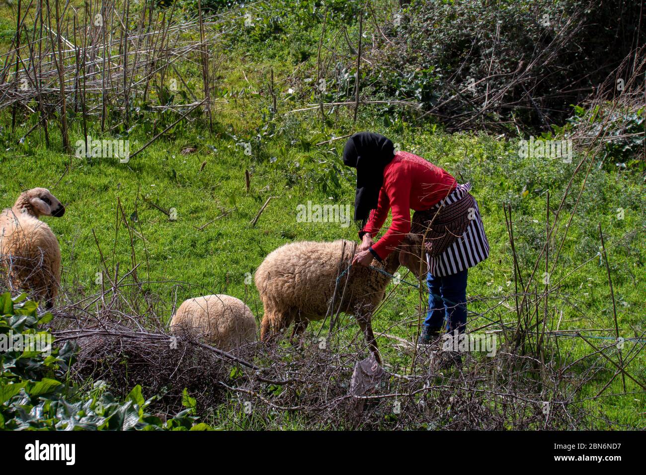 Khizana rural area, Chefchaouen, Morocco - February 26, 2017: Moroccan shepherd woman tending her sheep Stock Photo