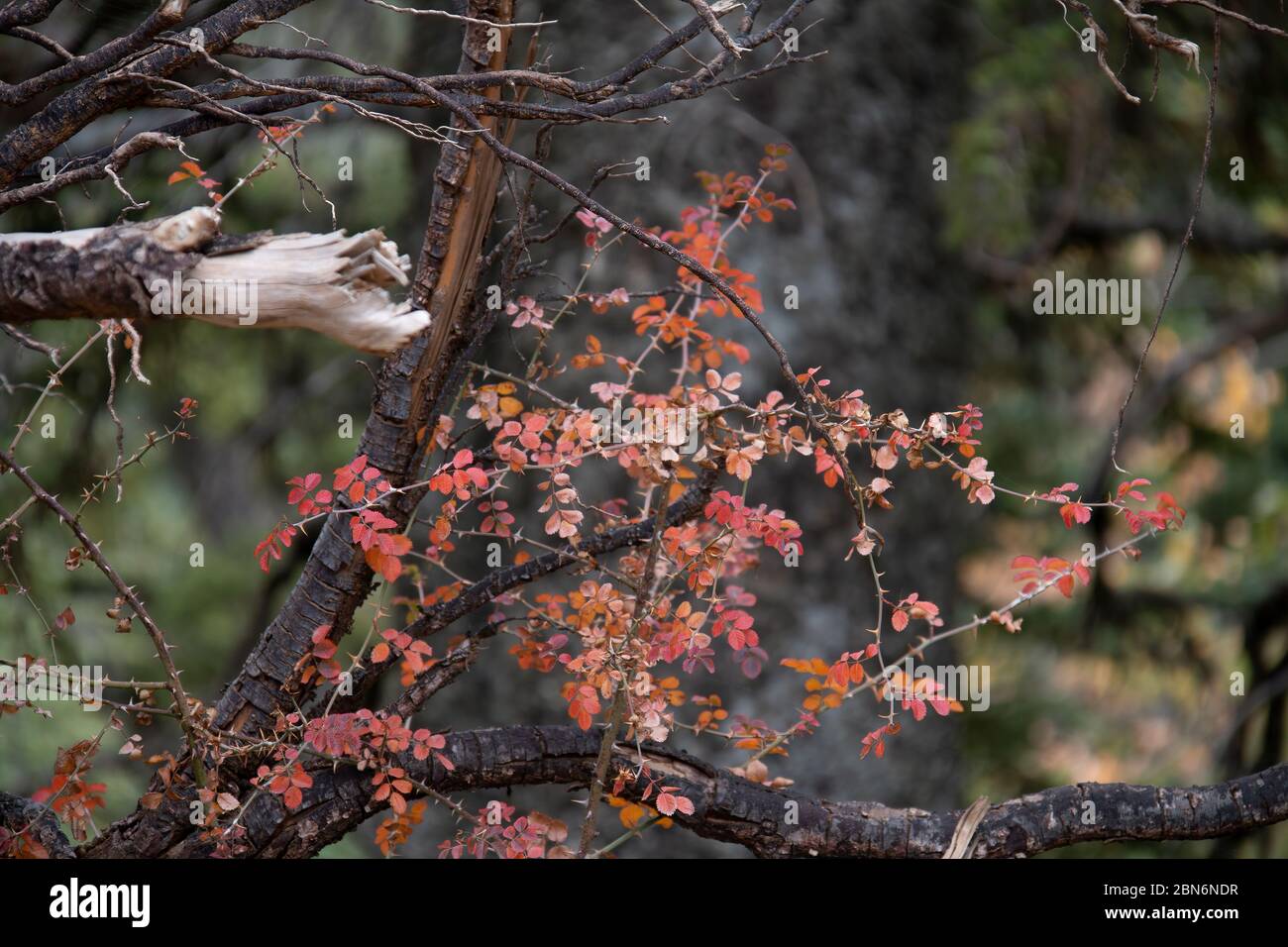 Autumn landscape with branches and dry leaves Stock Photo - Alamy