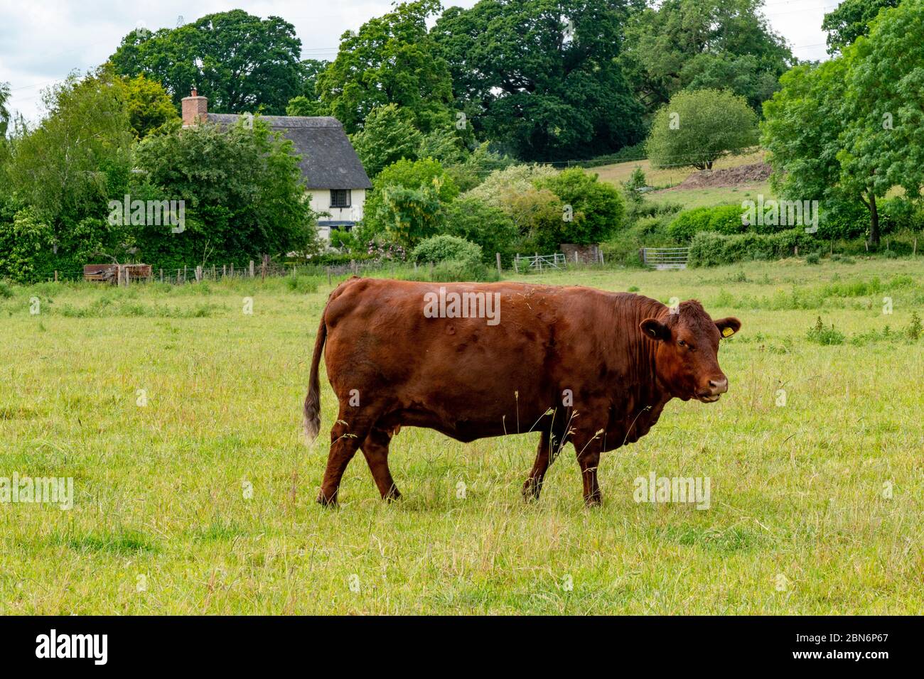 Devon Ruby Red Cow in a field Stock Photo