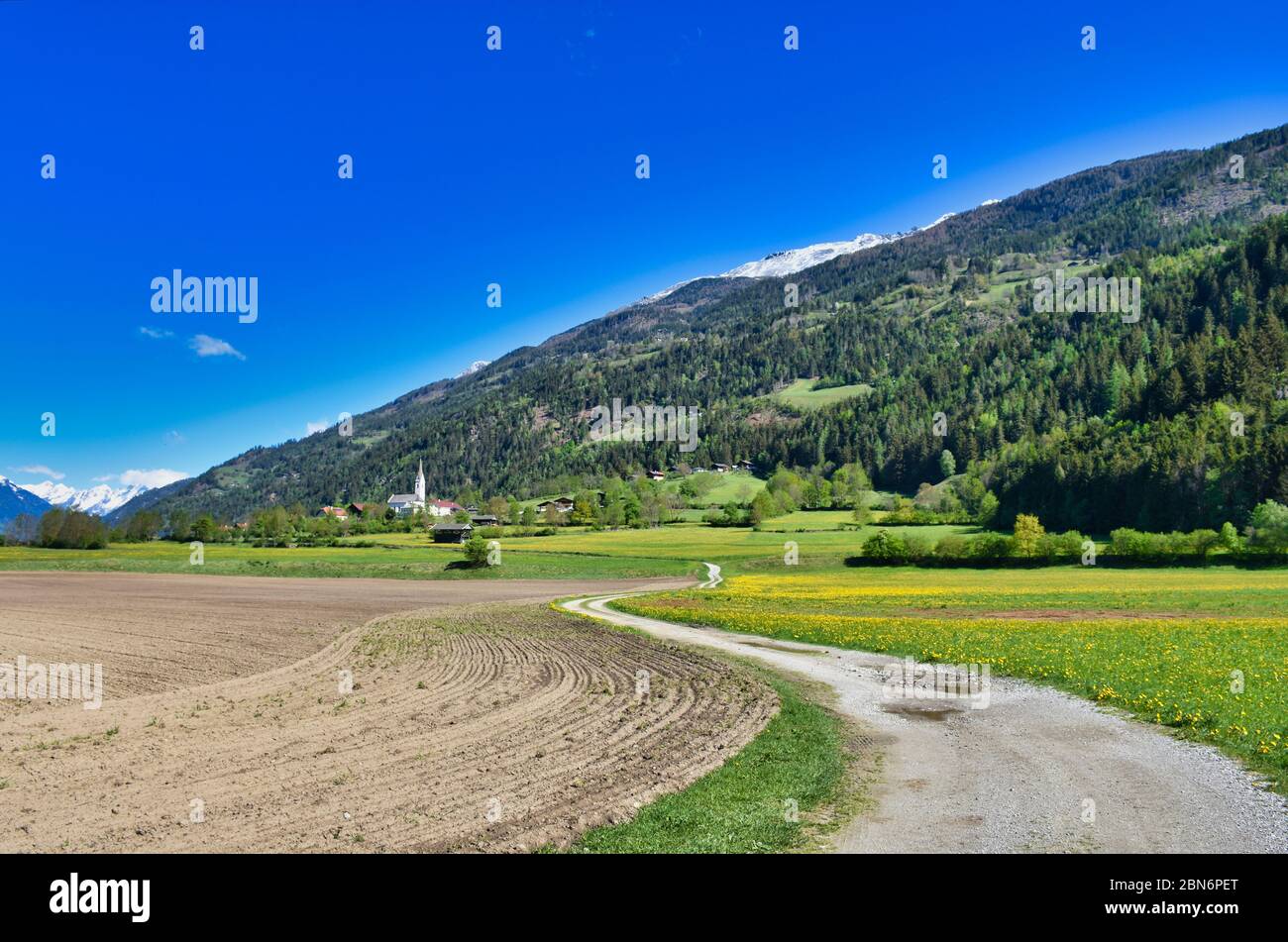 Iseltal, Osttirol, Frühling, Ainet, Schobergruppe, Dorf, Siedlung, Kirche, Weg, Feldweg, Feld, Acker, Landwirtschaft, Wiese, Blumenwiese, gelb, Löwenz Stock Photo