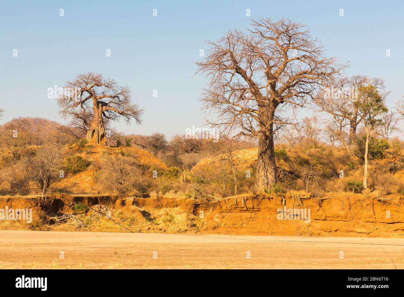 Typical landscape with baobabs near Kavinga Lodge, Zimbabwe Stock Photo