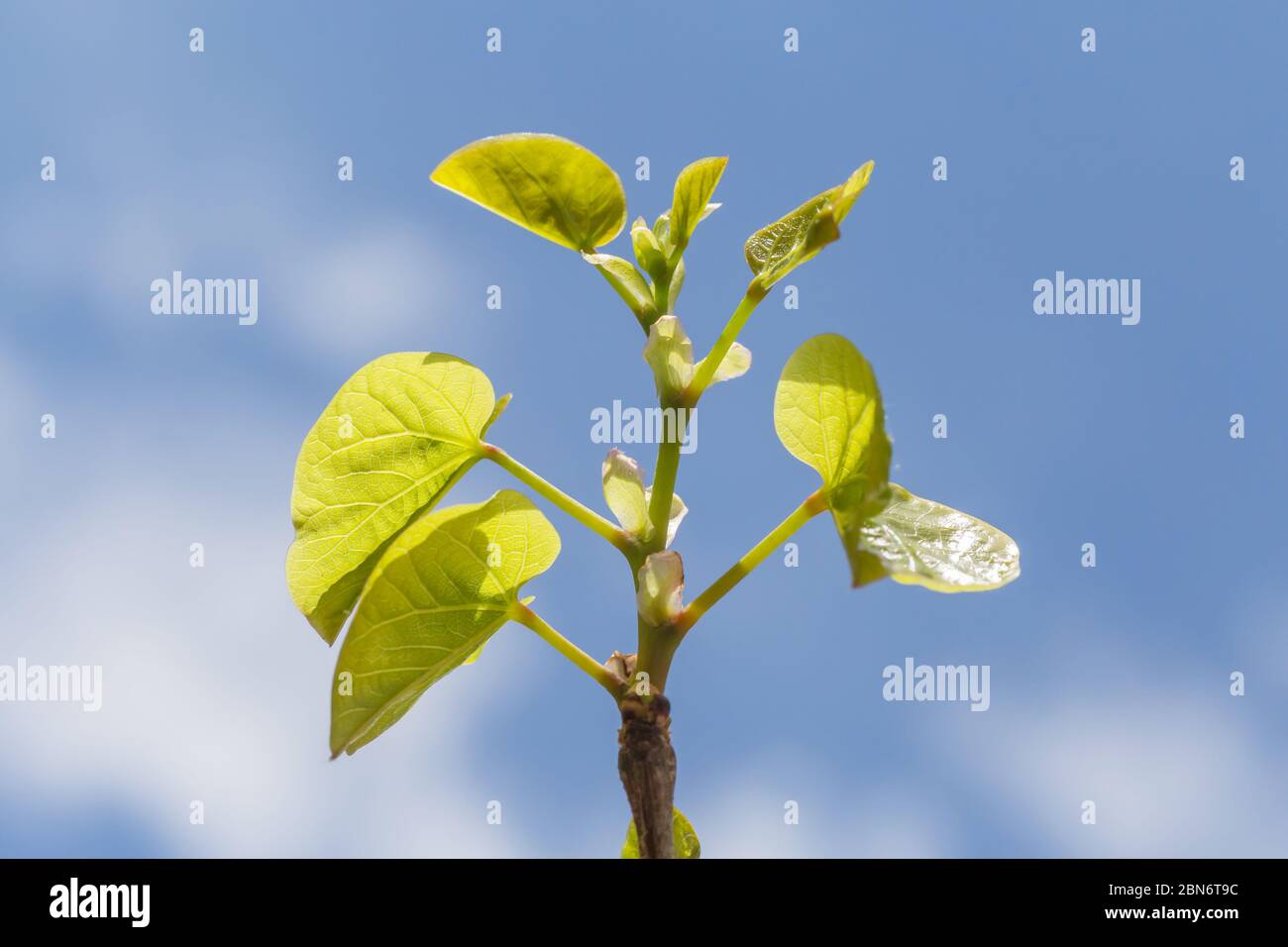 branch of tree with fresh green leaves against blue sky Stock Photo - Alamy