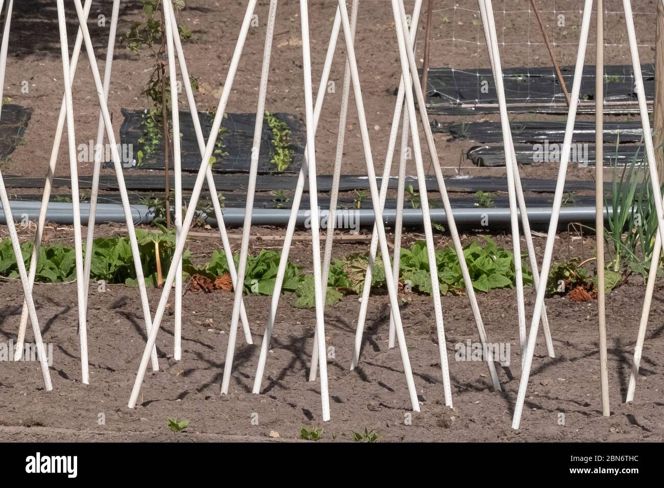Bamboo a support frame ready for climbing beans and peas in a