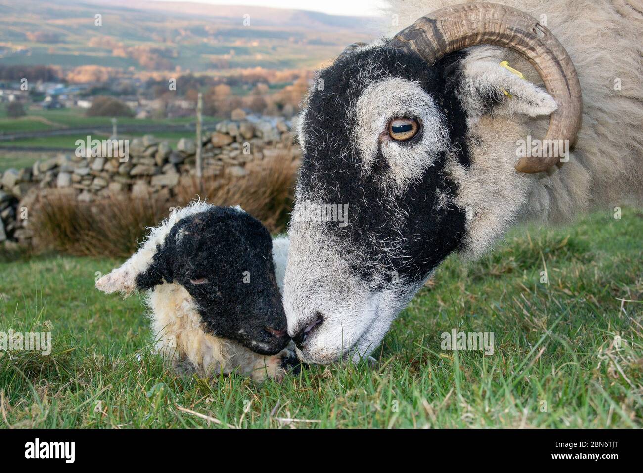 Swaledale ewe with a newborn lamb in lambing field. North Yorkshire, UK. Stock Photo