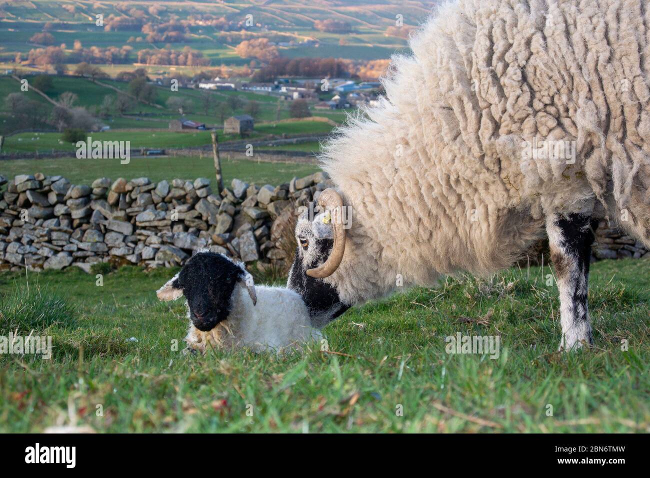 Swaledale ewe with a newborn lamb in lambing field. North Yorkshire, UK. Stock Photo