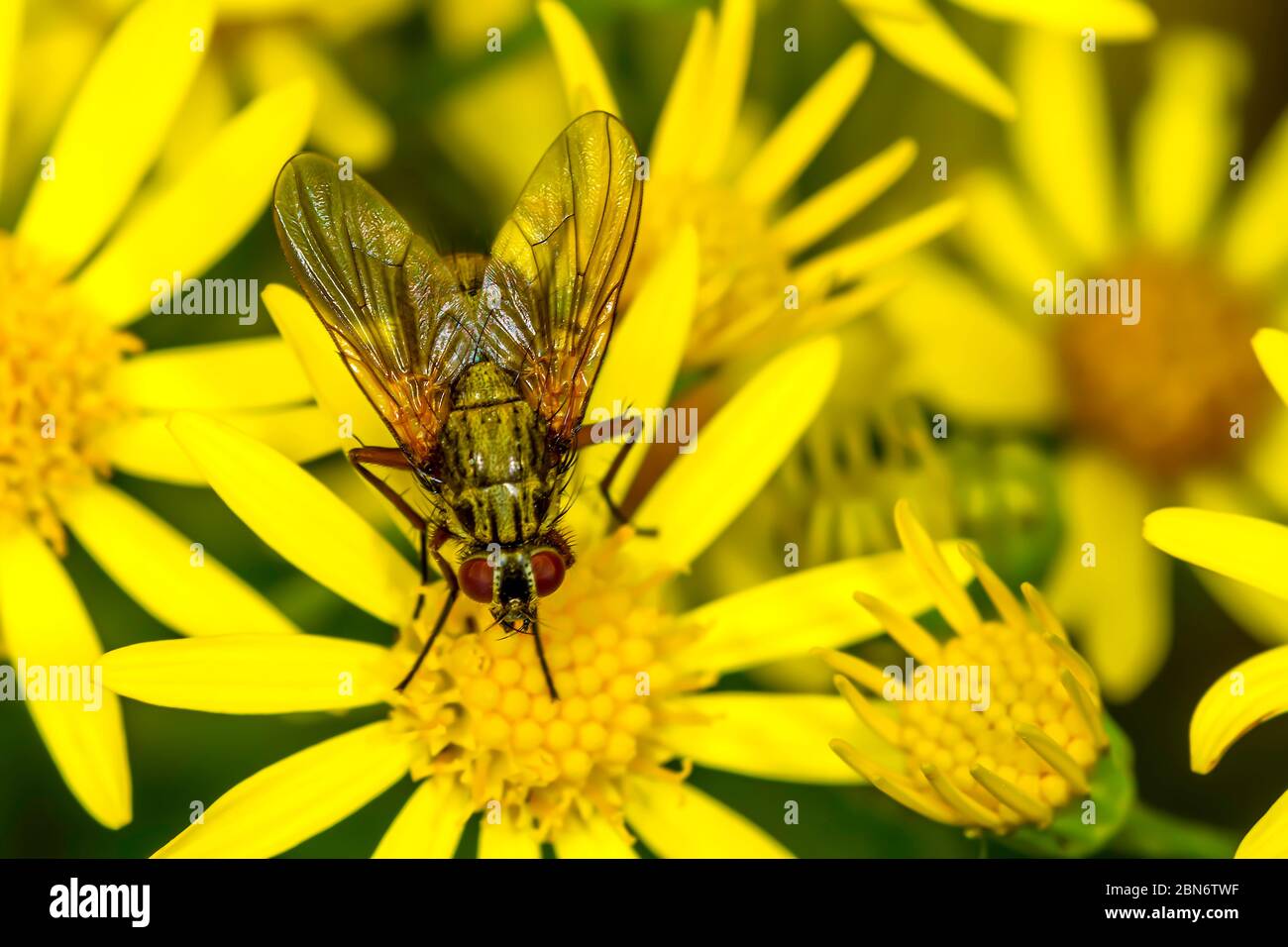 Alamy Uk British Fliy Diptera resting on some bright golden flower heads. Stock Photo