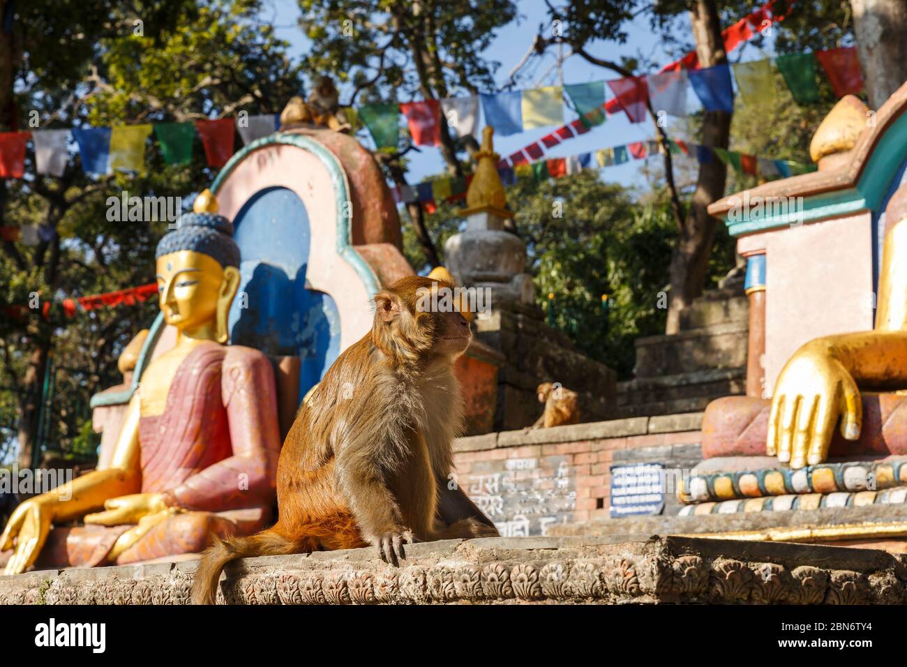 A sitting monkey near the statues of Buddha. Swayambhunath Temple ...
