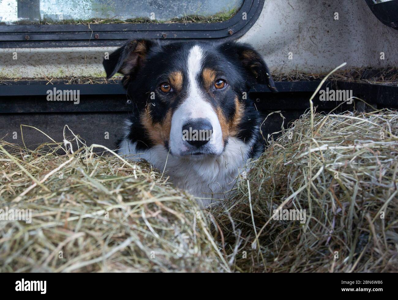 Border Collie sheepdog sat in back of a pickup among hay. North Yorkshire, UK. Stock Photo