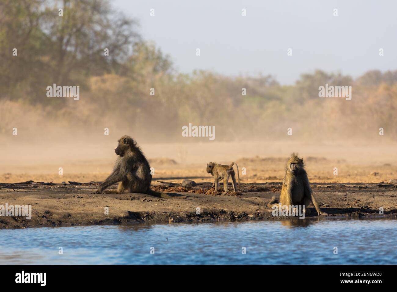 Baboons drinking at Kavinga waterhole, Zimbabwe Stock Photo