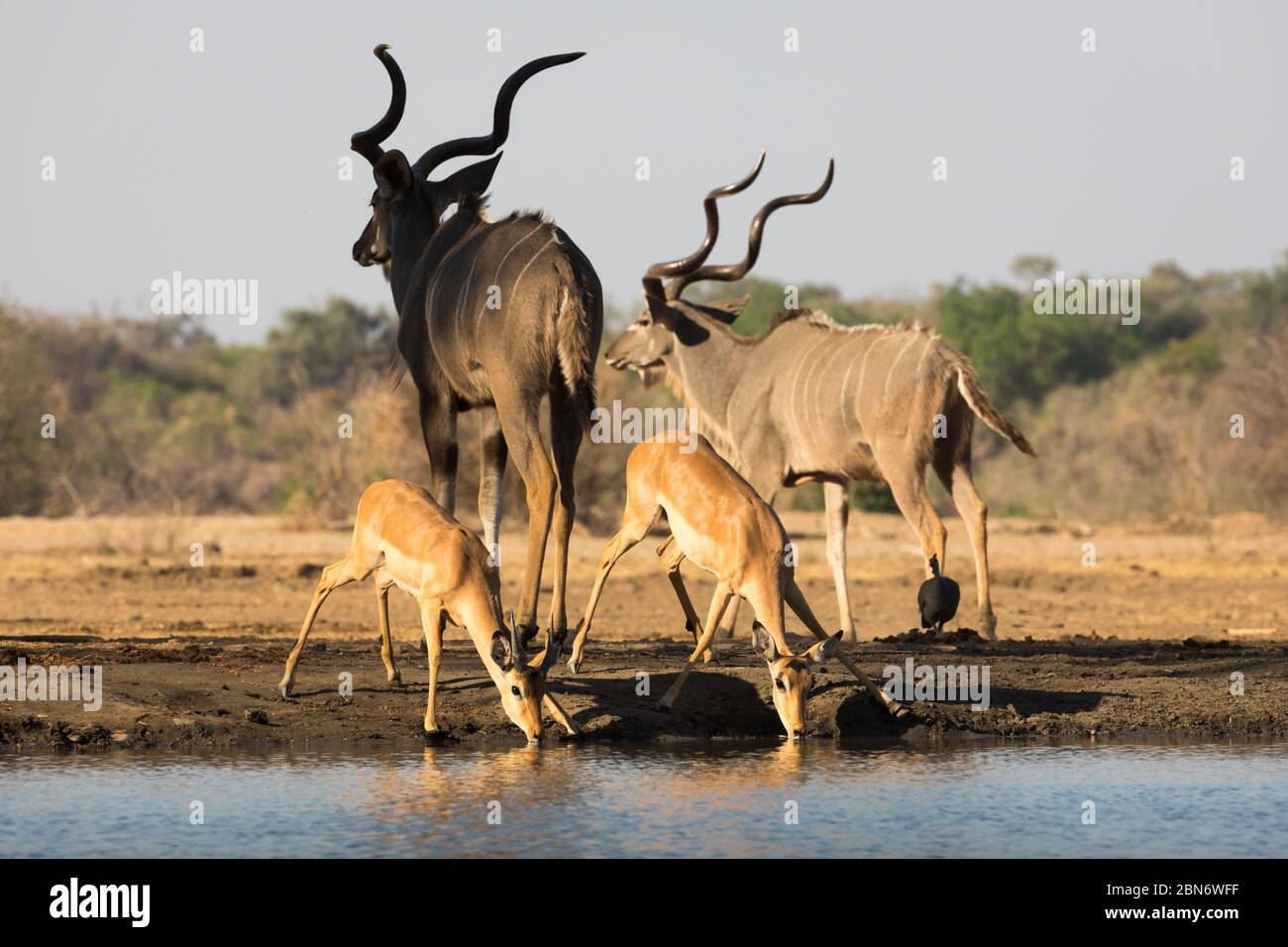 Impalas drinking at Kavinga waterhole, Zimbabwe Stock Photo