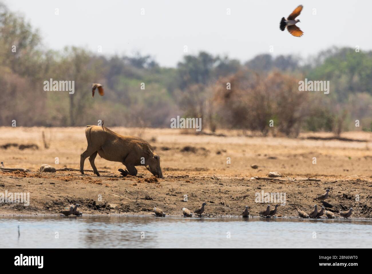 Common warthogs at Kavinga water hole, Zimbabwe Stock Photo
