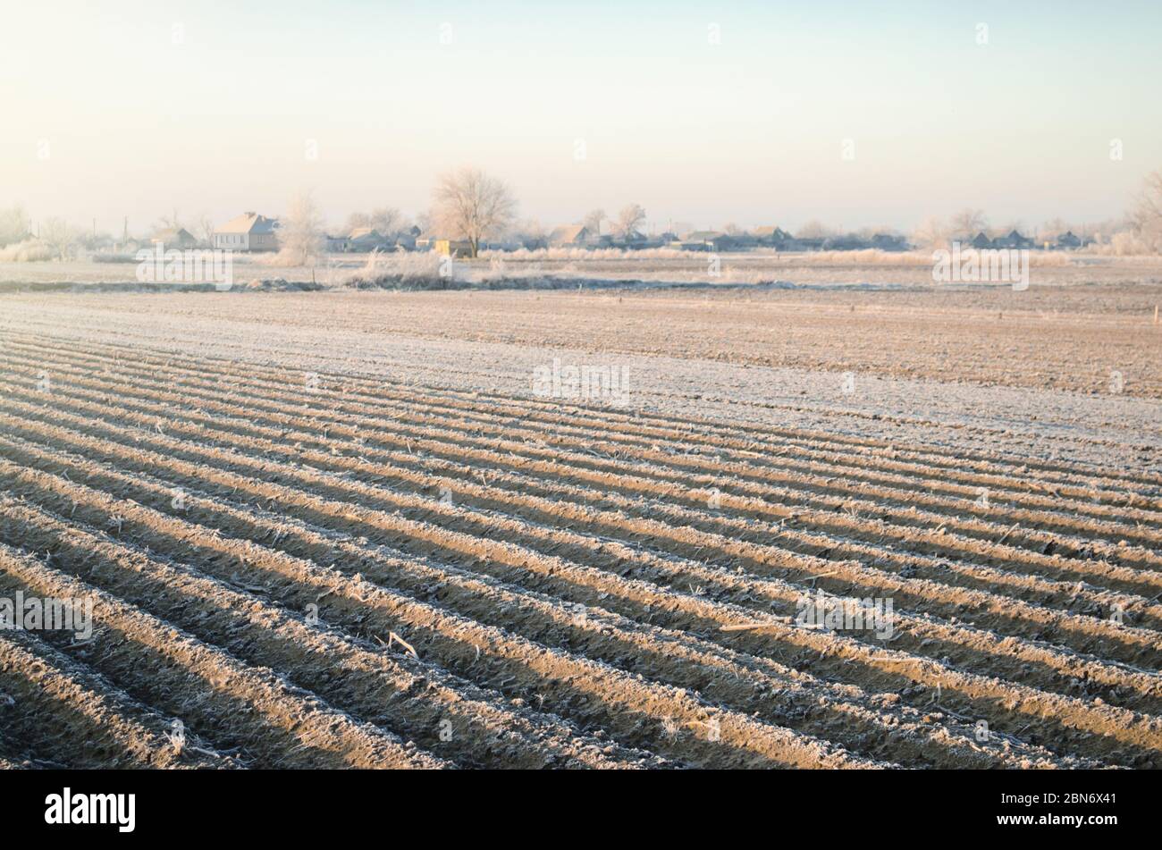 Winter farm field. Agriculture and agribusiness. Preparatory agricultural work for spring. Night frosts are a threat to the first sprouts of the crop. Stock Photo