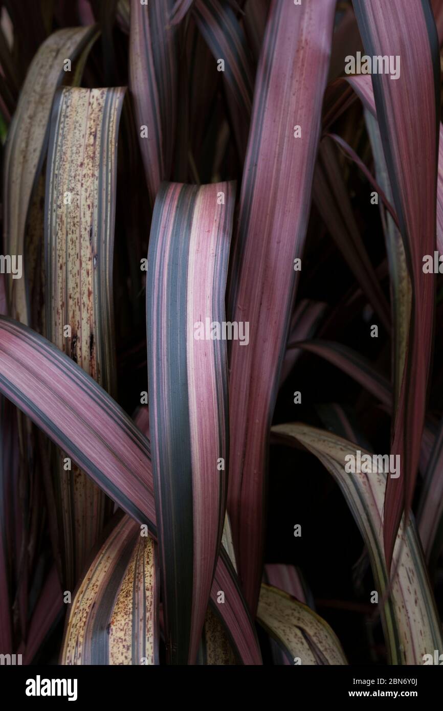 Cornish; West Country; England; UK; GB; EuropeThe leaves of a Phormium