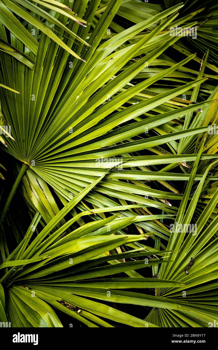 Trachycarpus fortunei growing in Trenance garden in Newquay in Cornwall. Stock Photo