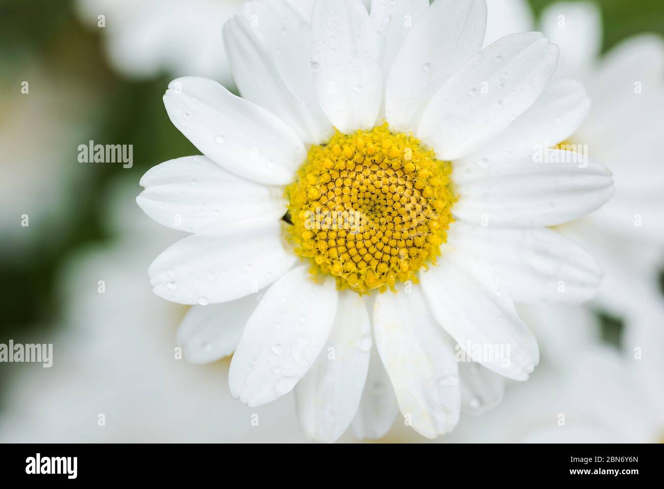 Closeup view of a Shasta DaisyLeucanthemum x superbum. Stock Photo