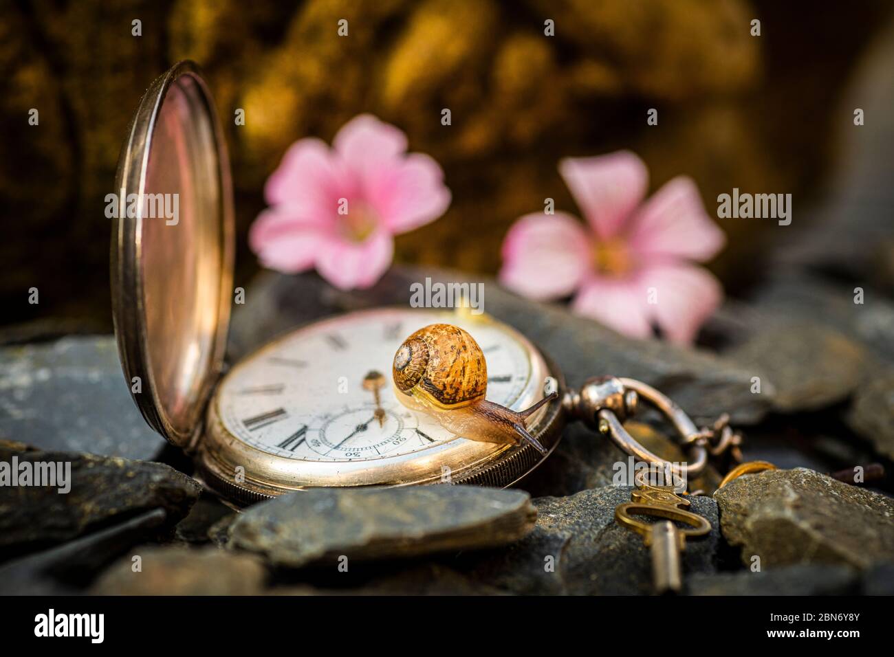 Antique Watch with Snail Stock Photo