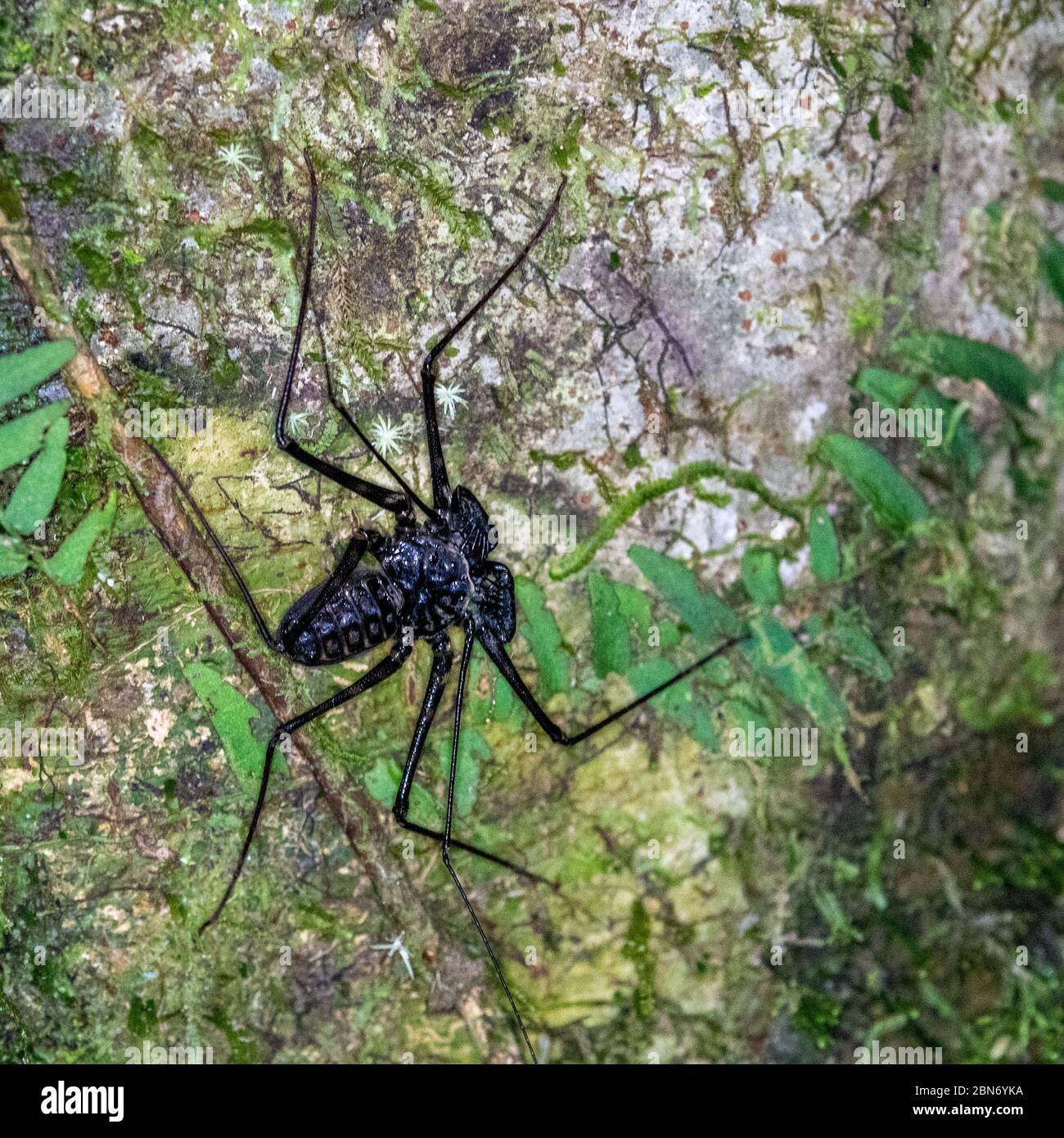 Tailless Whip Scorpion (Damon variegatus) or Whip Spider Stock Photo