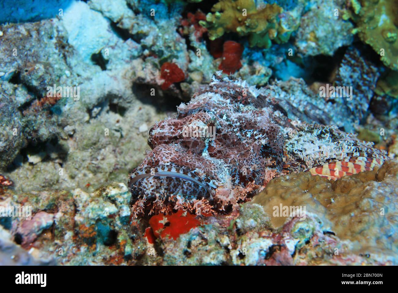 Bearded scorpionfish (Scorpaenopsis barbata) underwater in the coral reef of the Maldives Stock Photo