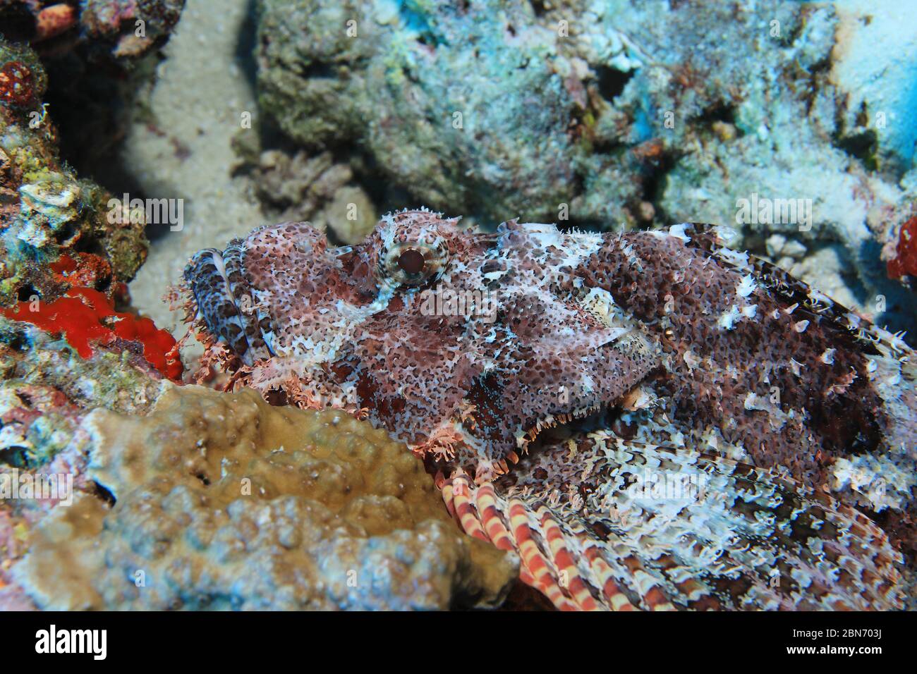Bearded scorpionfish (Scorpaenopsis barbata) underwater in the coral reef of the Maldives Stock Photo