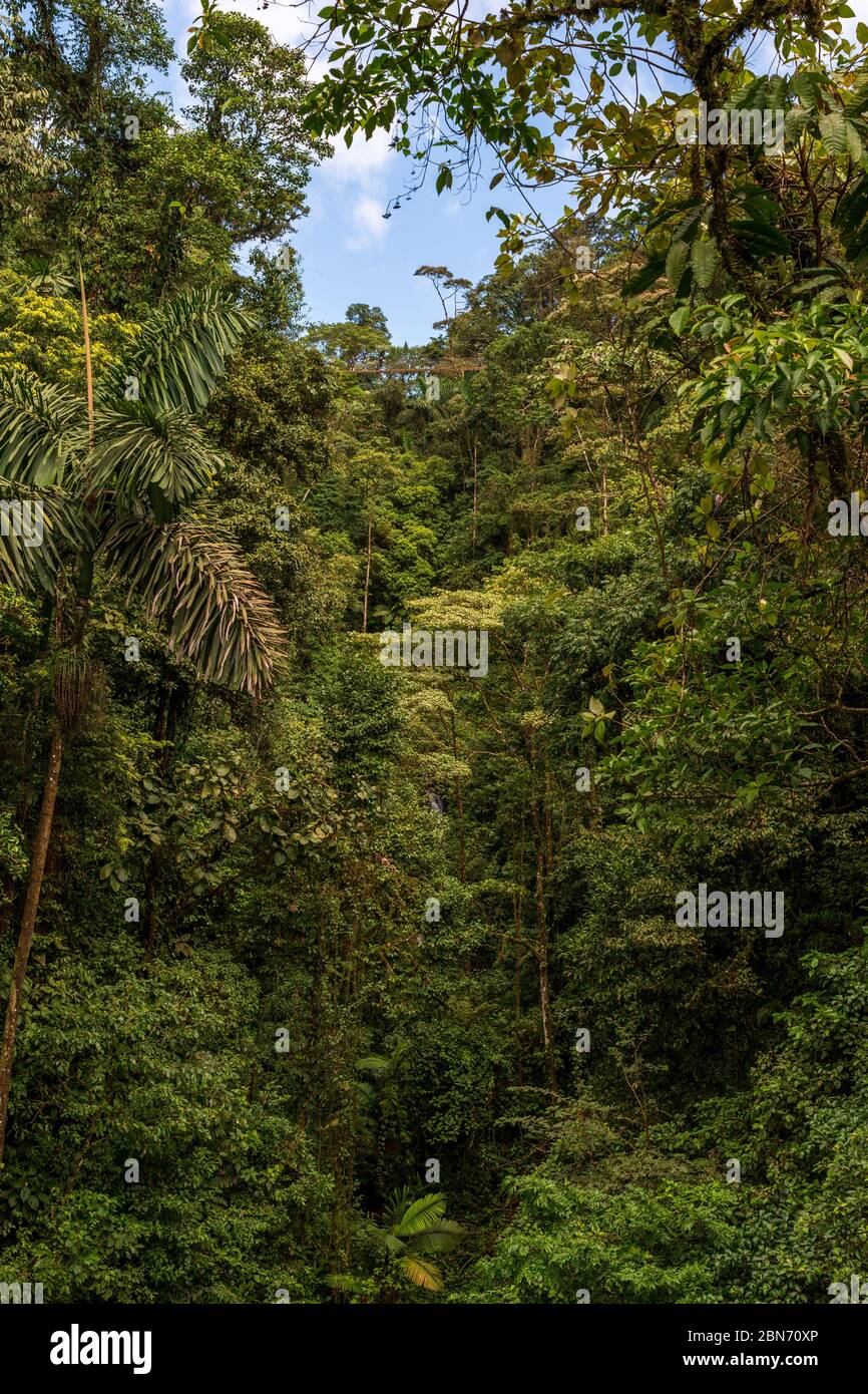 Amazon rainforest moss hires stock photography and images Alamy