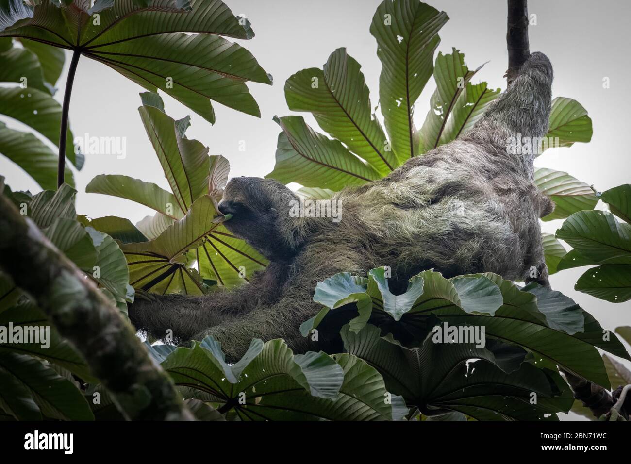 Three-toed sloth (Bradypus variegatus), Tortuguero, Costa Rica Stock Photo
