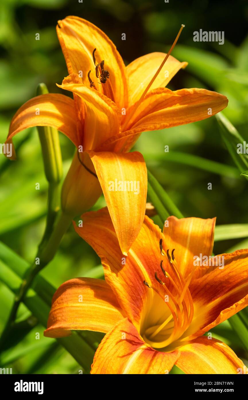 Picture of a orange daylily, corn lily, tiger daylily, ditch lily (Hemerocallis fulva) close