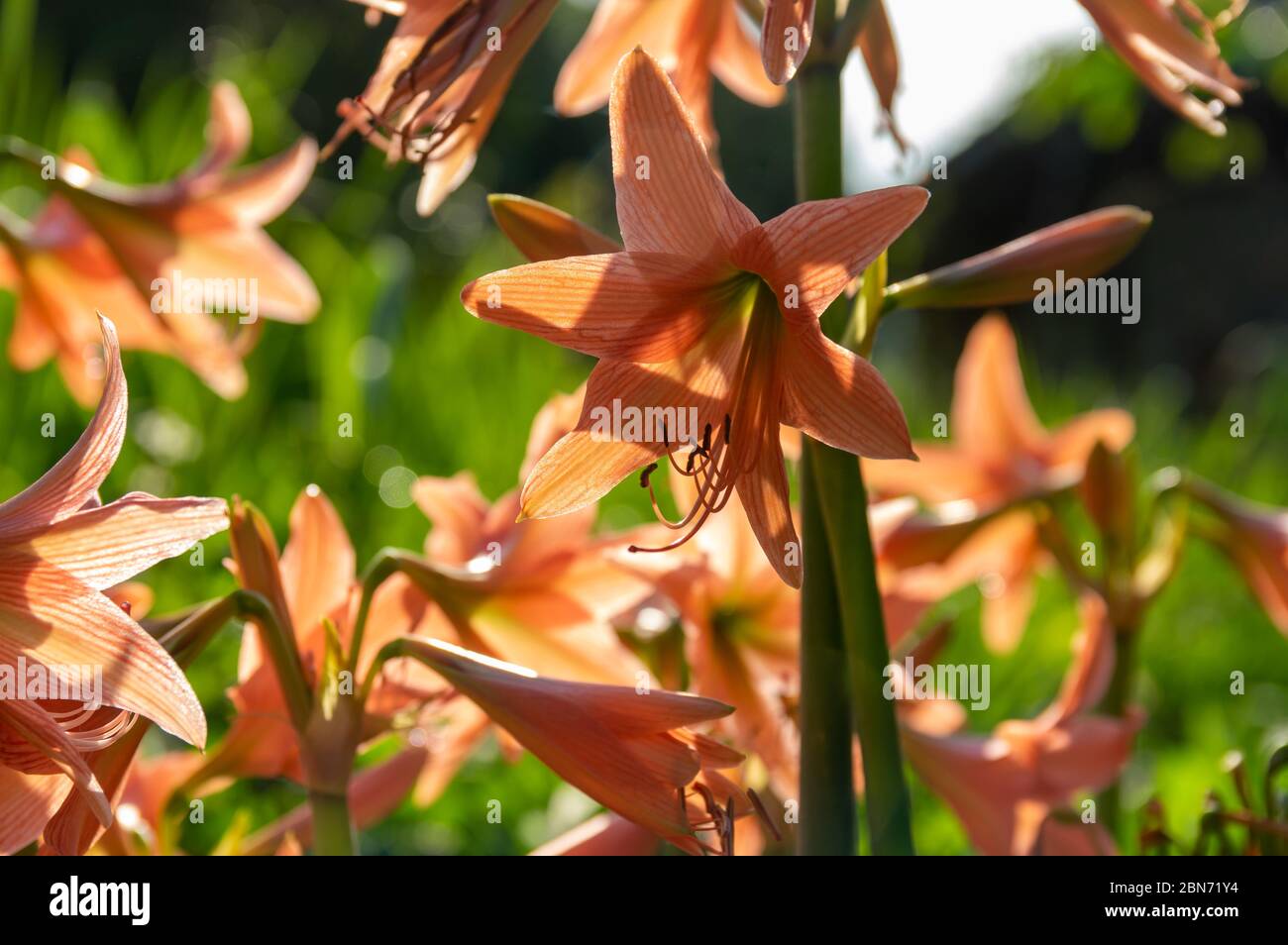 Picture of striped Barbados lily (Hippeastrum striatum) - close up Stock Photo