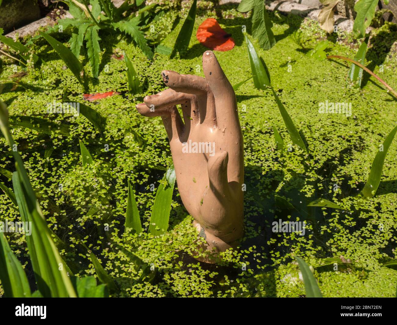 Plastic hand sticking out of a pond. Stock Photo