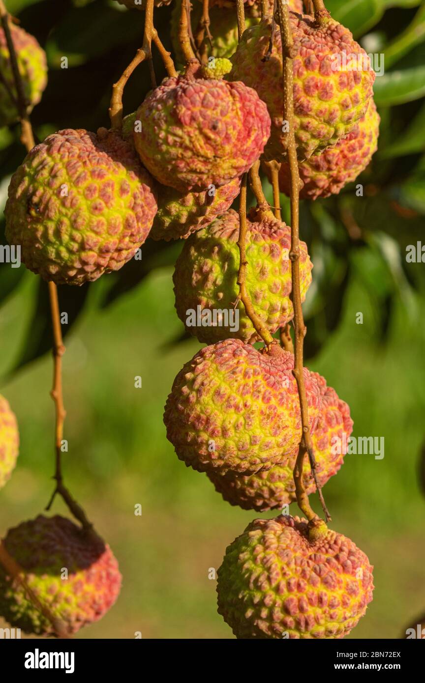 Picture of ripe lychee fruits ready for harvest hanging from the tree