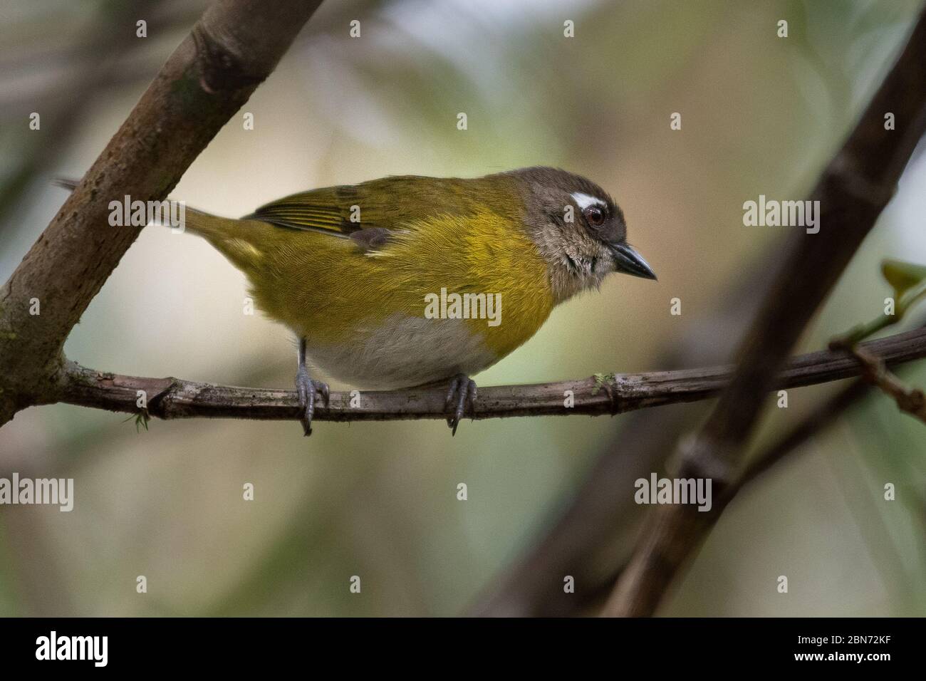 Common Bush-Tanager (Chlorospingus ophthalmicus) , Costa Rica Stock Photo
