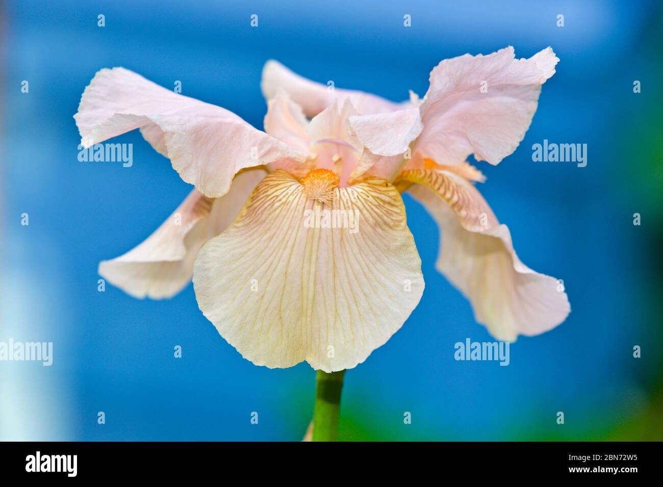 Stunning peach coloured tall bearded Iris Stock Photo
