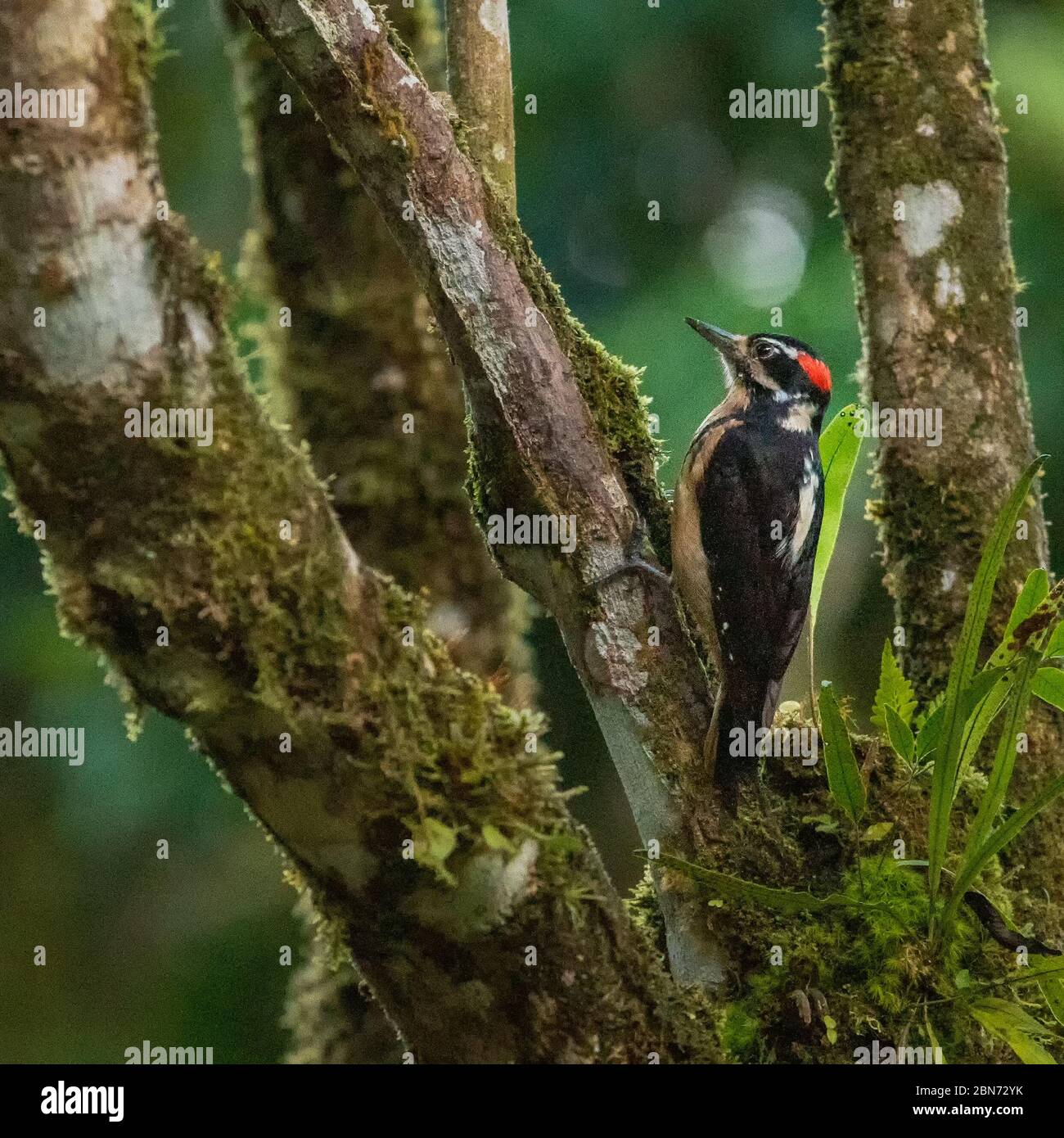 Hairy Woodpecker (Picoides villosus), Costa Rica Stock Photo