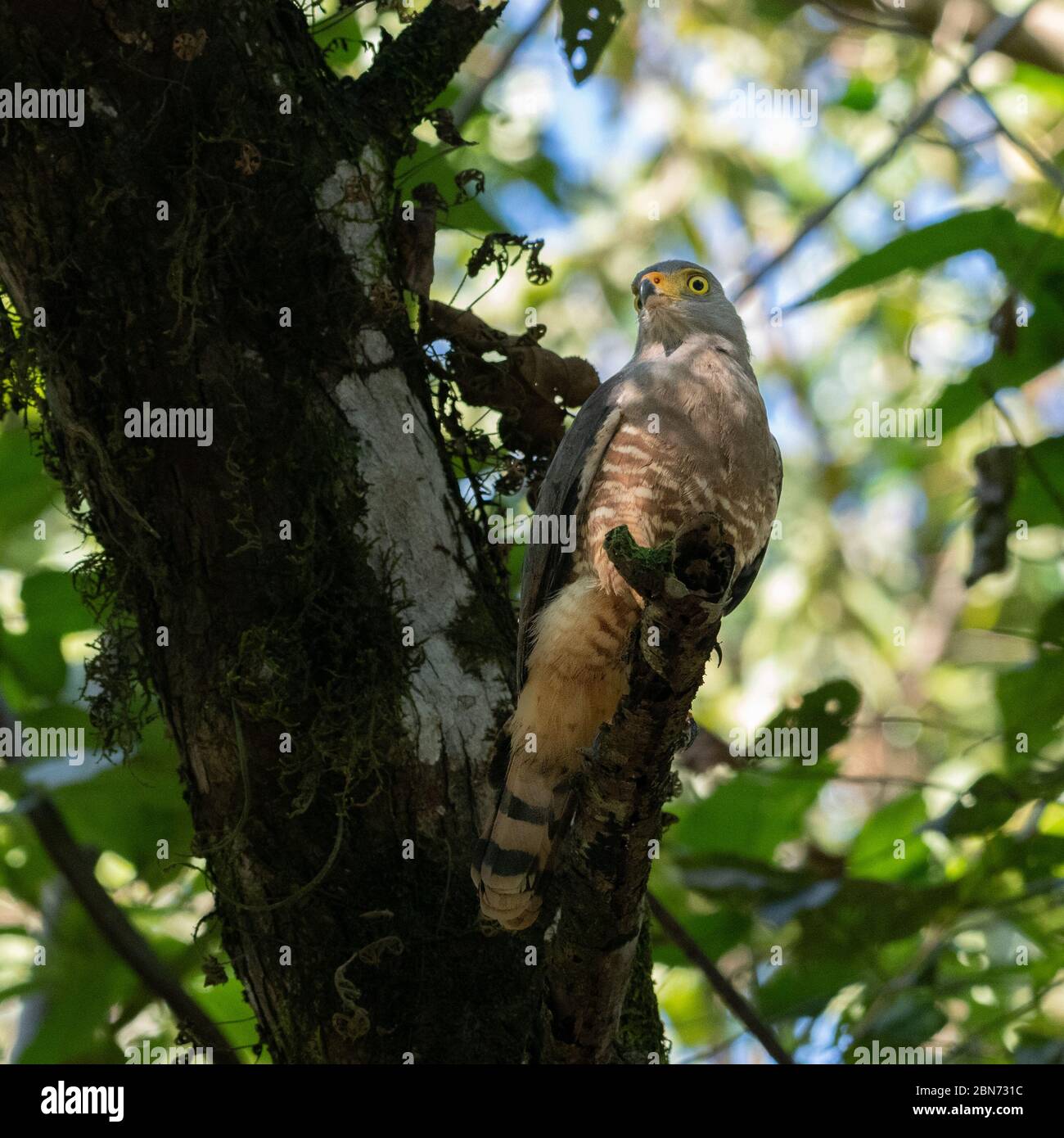 Roadside Hawk (Buteo magnirostris), Osa Peninsula, Costa Rica Stock Photo