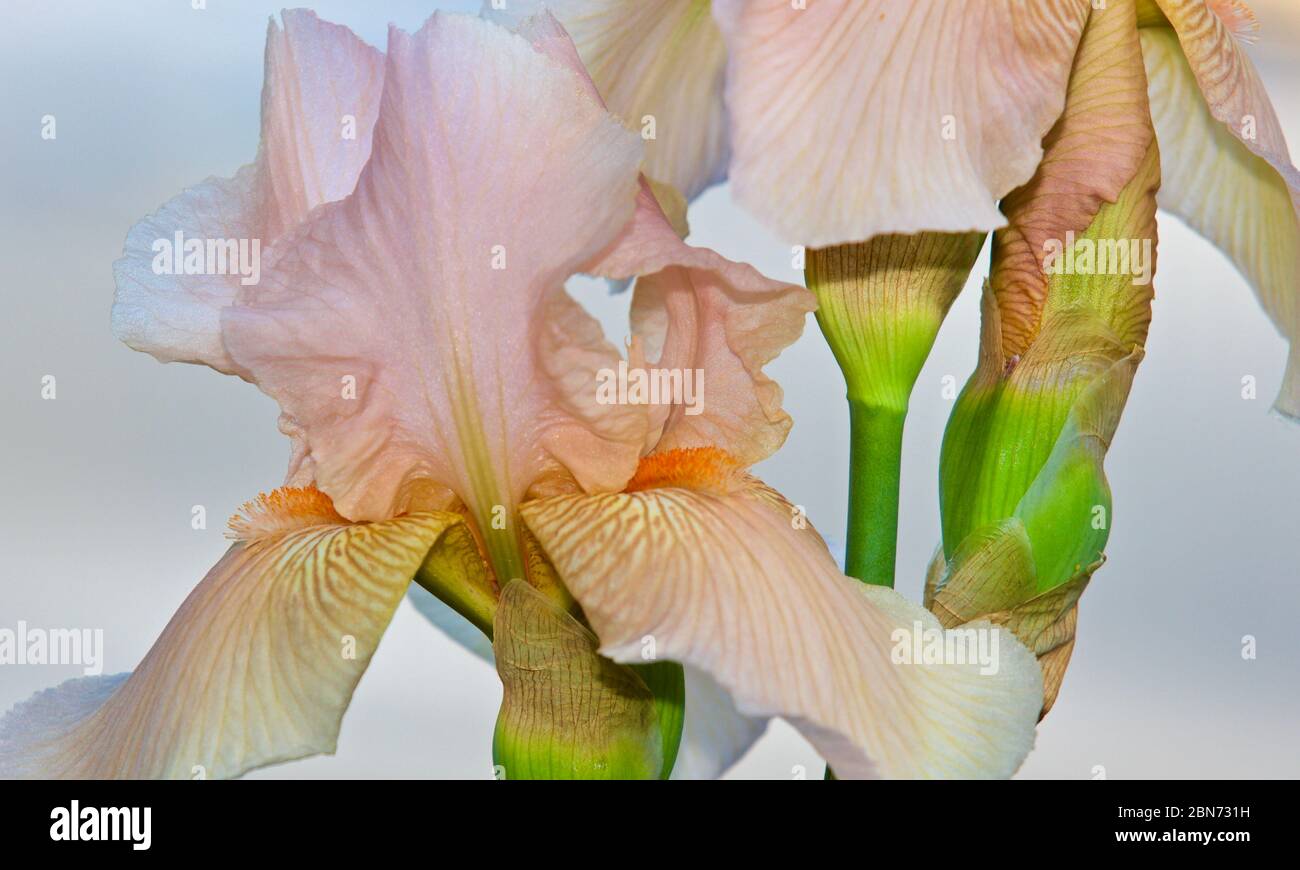 Stunning peach coloured tall bearded Iris Stock Photo