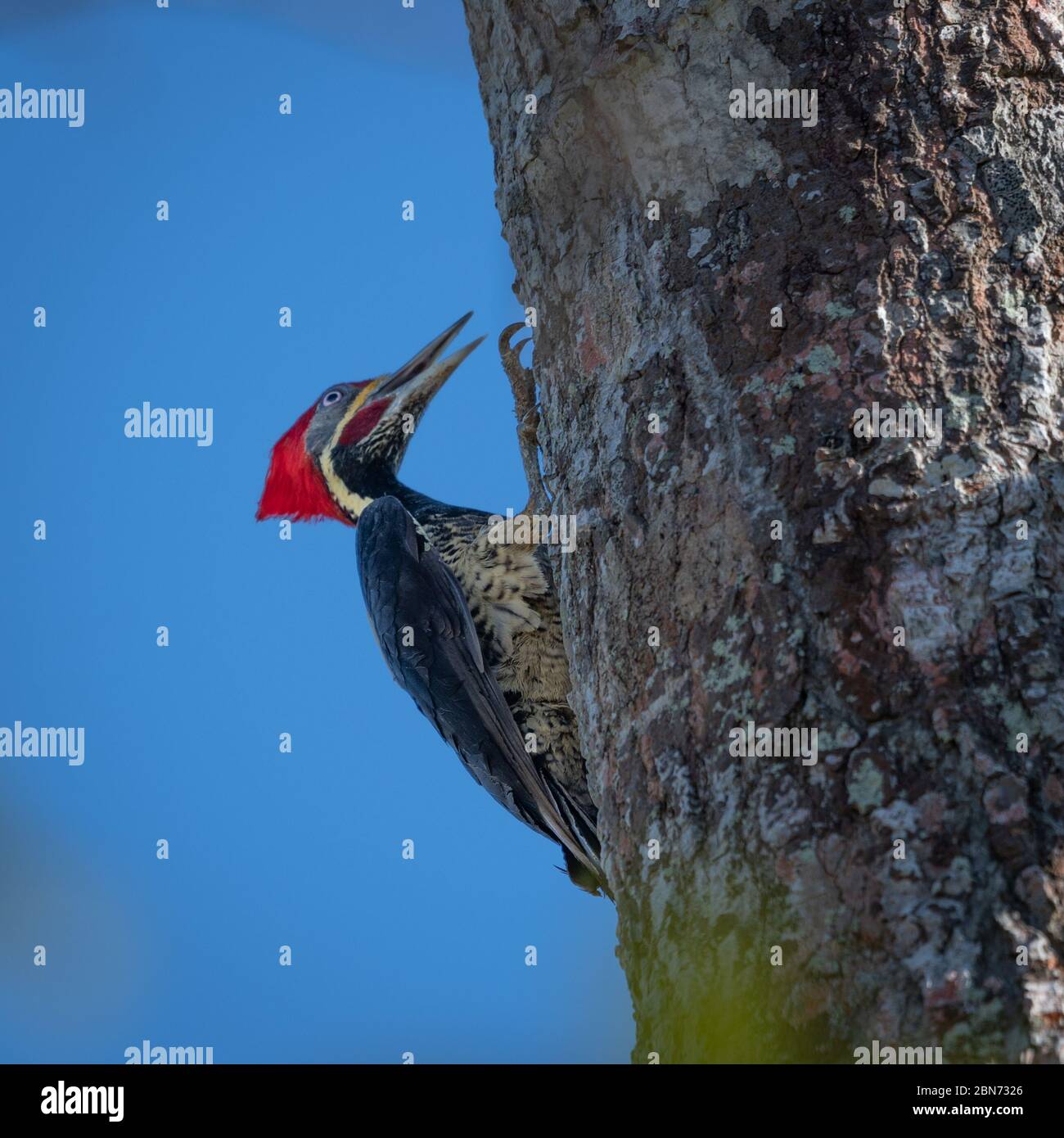 Lineated Woodpecker (Dryocopus lineatus), Osa Peninsula, Costa Rica Stock Photo