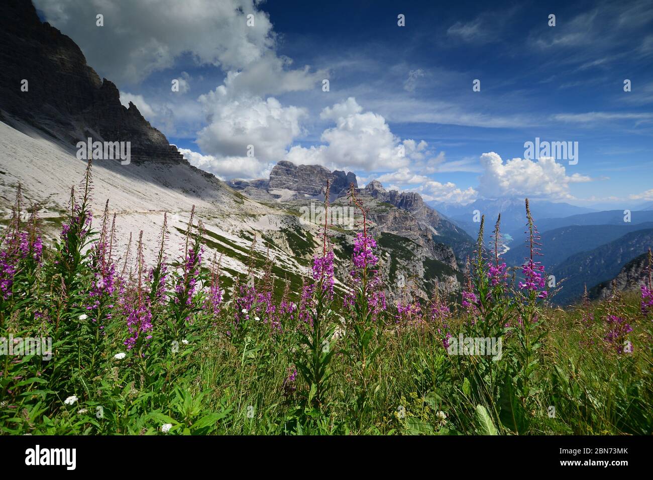 Flowering of purple Fireweed plant ( Epilobium angustifolium). Blue sky with clouds and Dolomites mountains in background.  Cime di Lavaredo. Italy Stock Photo