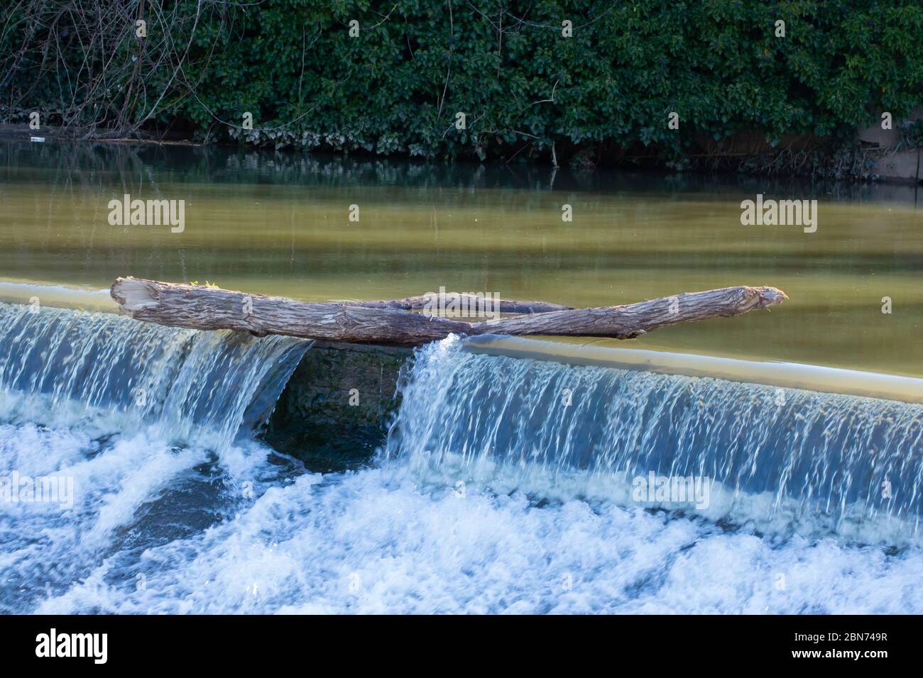 Tree trunk hanging on top a weir and blocking the water Stock Photo