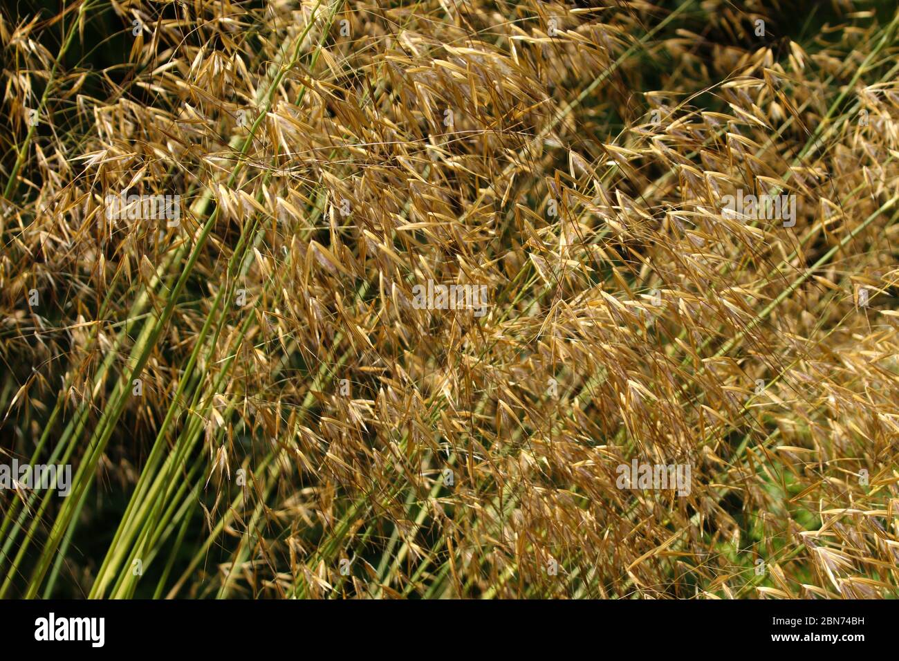 Giant needle grass hires stock photography and images Alamy